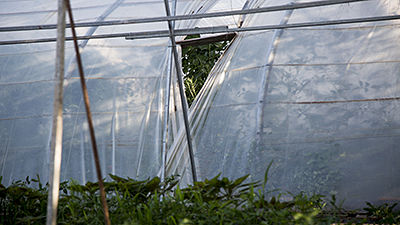 Greenhouse Film