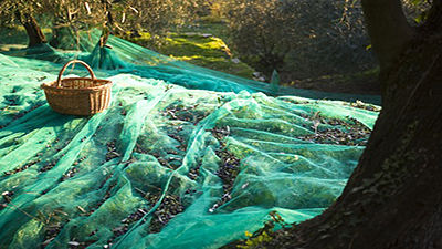 Mesh collected olives and almonds