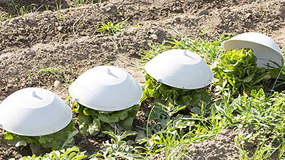 Cloche à blanchir pour scarole