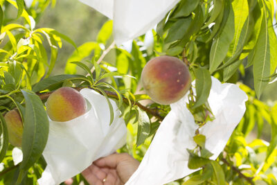 Bolsas melocotón